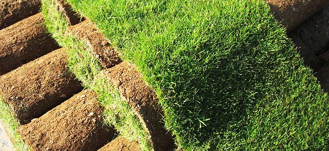 5 преимуществ рулонного газона перед традиционным